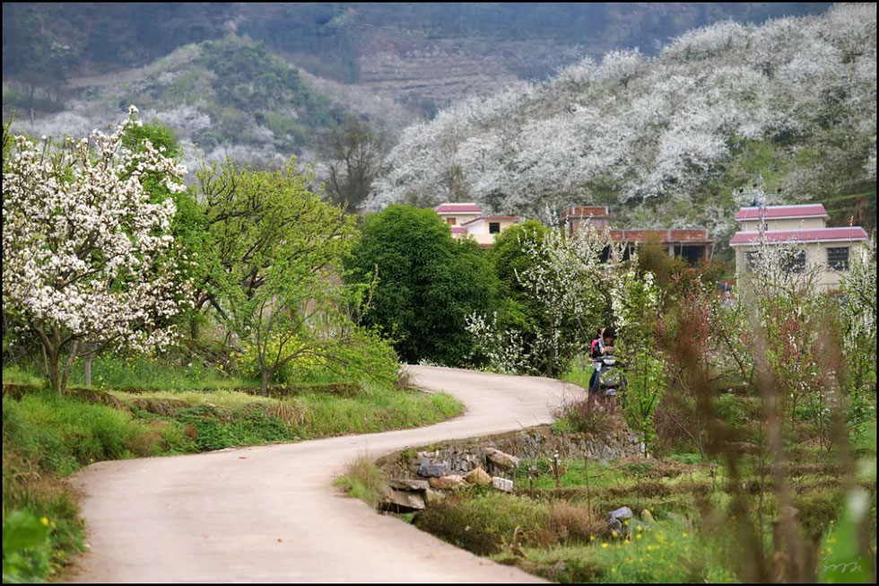 【春天,广西桂林灌阳县向您发出邀请!】我们在灌阳看梨花 - 游山玩水 - 本溪生活社区 - 本溪28生活网 benxi.28life.com