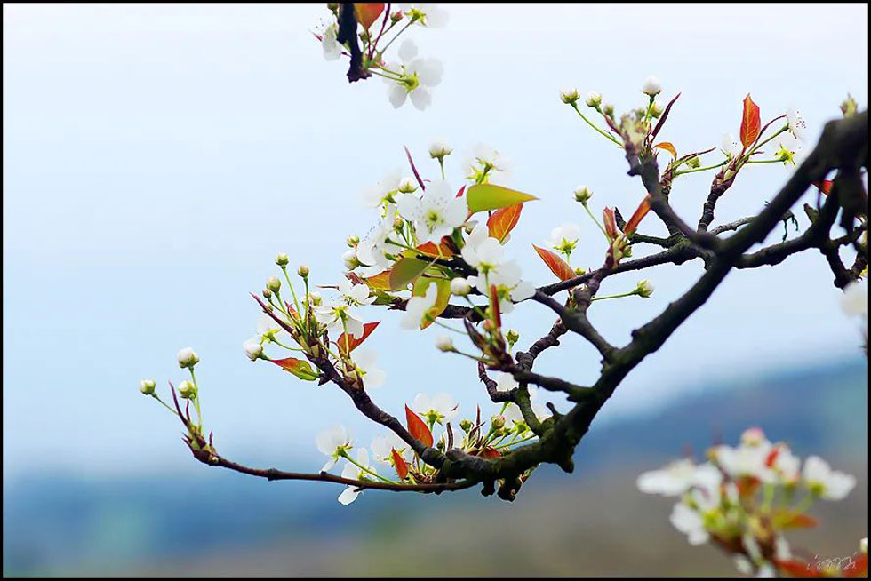 【春天,广西桂林灌阳县向您发出邀请!】我们在灌阳看梨花 - 游山玩水 - 本溪生活社区 - 本溪28生活网 benxi.28life.com
