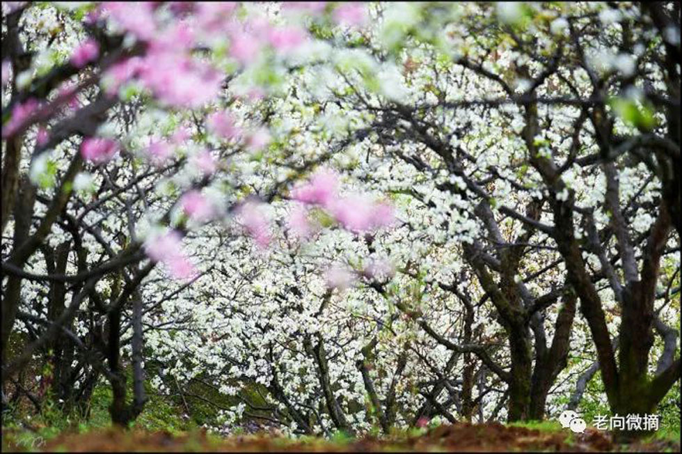 【春天,广西桂林灌阳县向您发出邀请!】我们在灌阳看梨花 - 游山玩水 - 本溪生活社区 - 本溪28生活网 benxi.28life.com