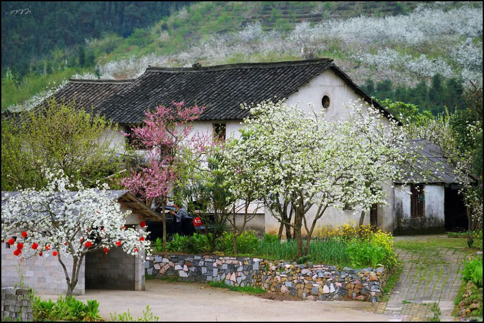 【春天,广西桂林灌阳县向您发出邀请!】我们在灌阳看梨花 - 游山玩水 - 本溪生活社区 - 本溪28生活网 benxi.28life.com