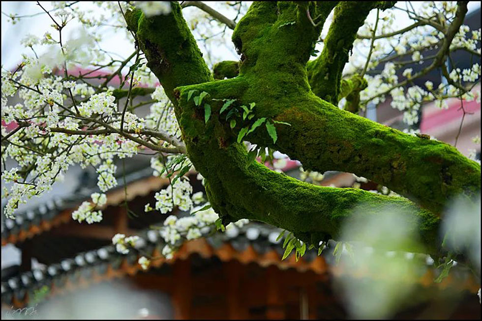 【春天,广西桂林灌阳县向您发出邀请!】我们在灌阳看梨花 - 游山玩水 - 本溪生活社区 - 本溪28生活网 benxi.28life.com