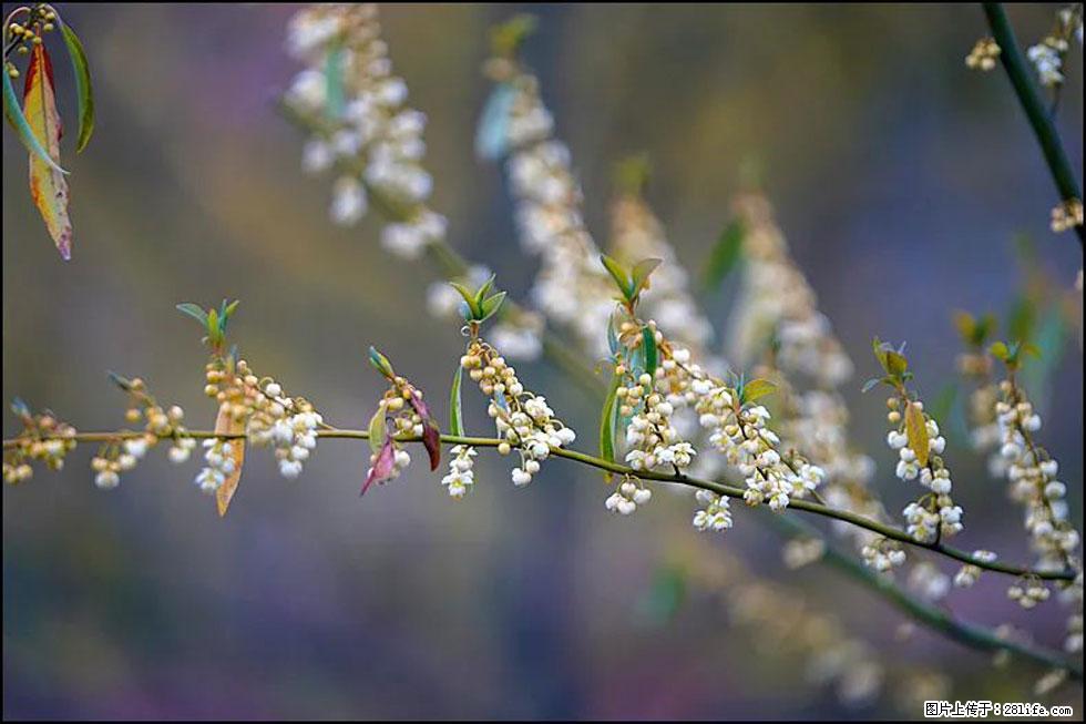 【春天,广西桂林灌阳县向您发出邀请!】米珠山前有片山苍子花在飘香 - 游山玩水 - 本溪生活社区 - 本溪28生活网 benxi.28life.com