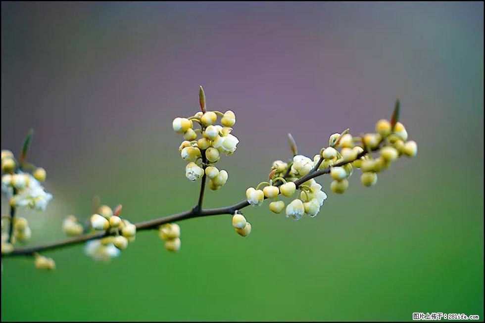 【春天,广西桂林灌阳县向您发出邀请!】米珠山前有片山苍子花在飘香 - 游山玩水 - 本溪生活社区 - 本溪28生活网 benxi.28life.com