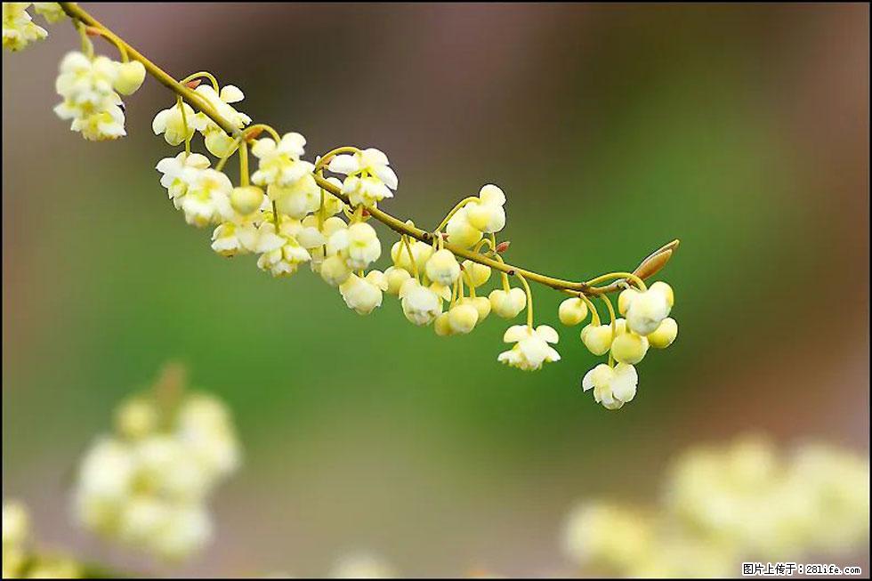 【春天,广西桂林灌阳县向您发出邀请!】米珠山前有片山苍子花在飘香 - 游山玩水 - 本溪生活社区 - 本溪28生活网 benxi.28life.com