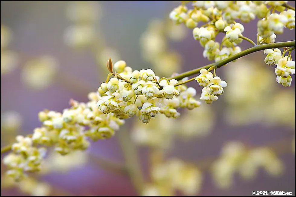 【春天,广西桂林灌阳县向您发出邀请!】米珠山前有片山苍子花在飘香 - 游山玩水 - 本溪生活社区 - 本溪28生活网 benxi.28life.com