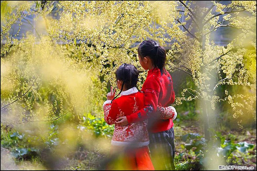 【春天,广西桂林灌阳县向您发出邀请!】米珠山前有片山苍子花在飘香 - 游山玩水 - 本溪生活社区 - 本溪28生活网 benxi.28life.com