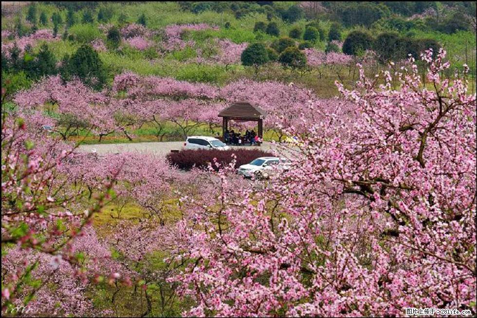 【春天，广西桂林灌阳县向您发出邀请！】官庄村有个醉美的桃花园 - 游山玩水 - 本溪生活社区 - 本溪28生活网 benxi.28life.com