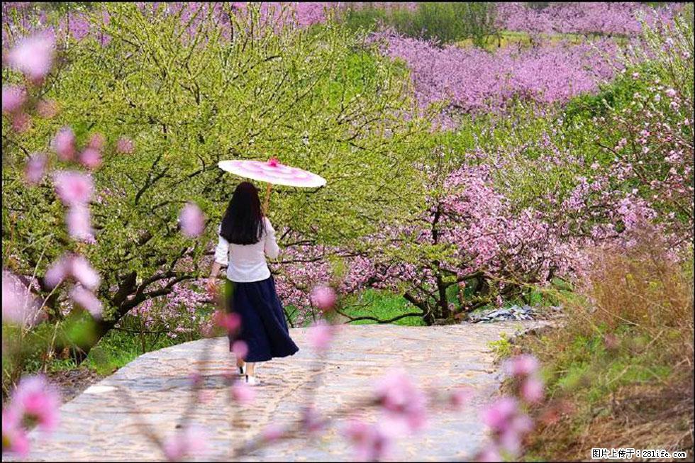 【春天，广西桂林灌阳县向您发出邀请！】官庄村有个醉美的桃花园 - 游山玩水 - 本溪生活社区 - 本溪28生活网 benxi.28life.com