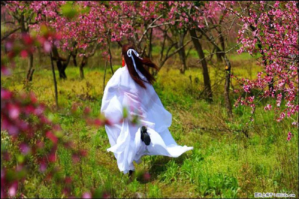 【春天，广西桂林灌阳县向您发出邀请！】官庄村有个醉美的桃花园 - 游山玩水 - 本溪生活社区 - 本溪28生活网 benxi.28life.com