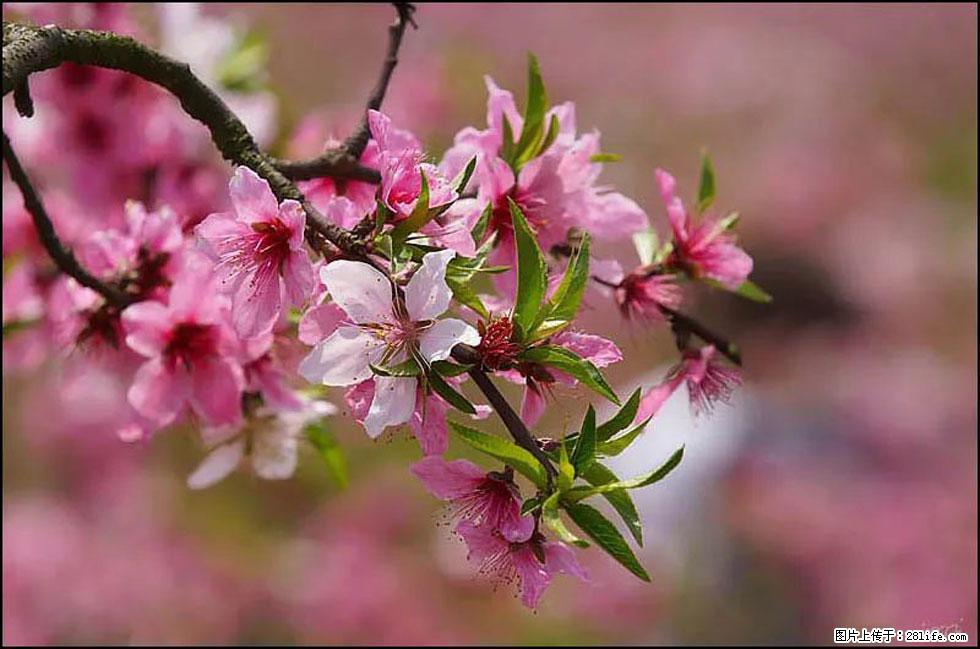 【春天，广西桂林灌阳县向您发出邀请！】官庄村有个醉美的桃花园 - 游山玩水 - 本溪生活社区 - 本溪28生活网 benxi.28life.com