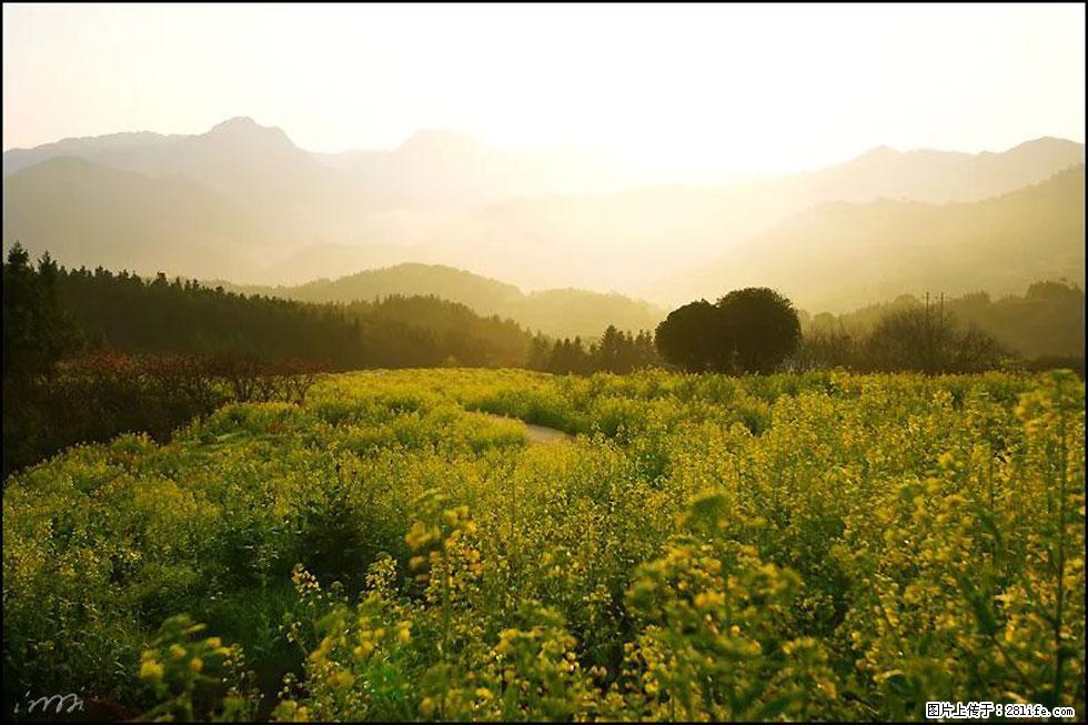 【春天,广西桂林灌阳县向您发出邀请!】长坪村油菜盛情花开 - 游山玩水 - 本溪生活社区 - 本溪28生活网 benxi.28life.com