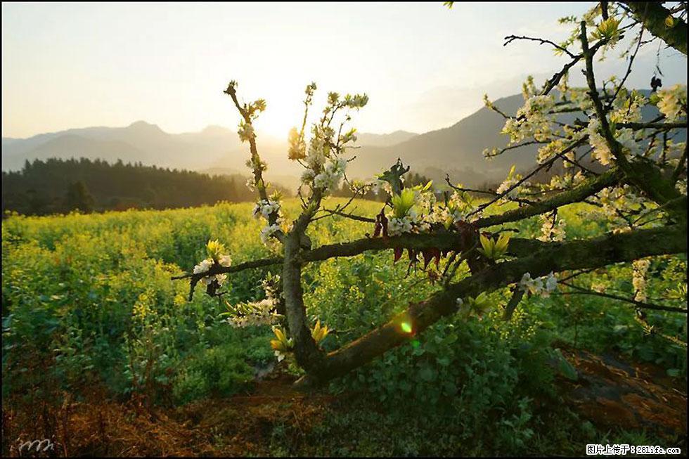 【春天,广西桂林灌阳县向您发出邀请!】长坪村油菜盛情花开 - 游山玩水 - 本溪生活社区 - 本溪28生活网 benxi.28life.com