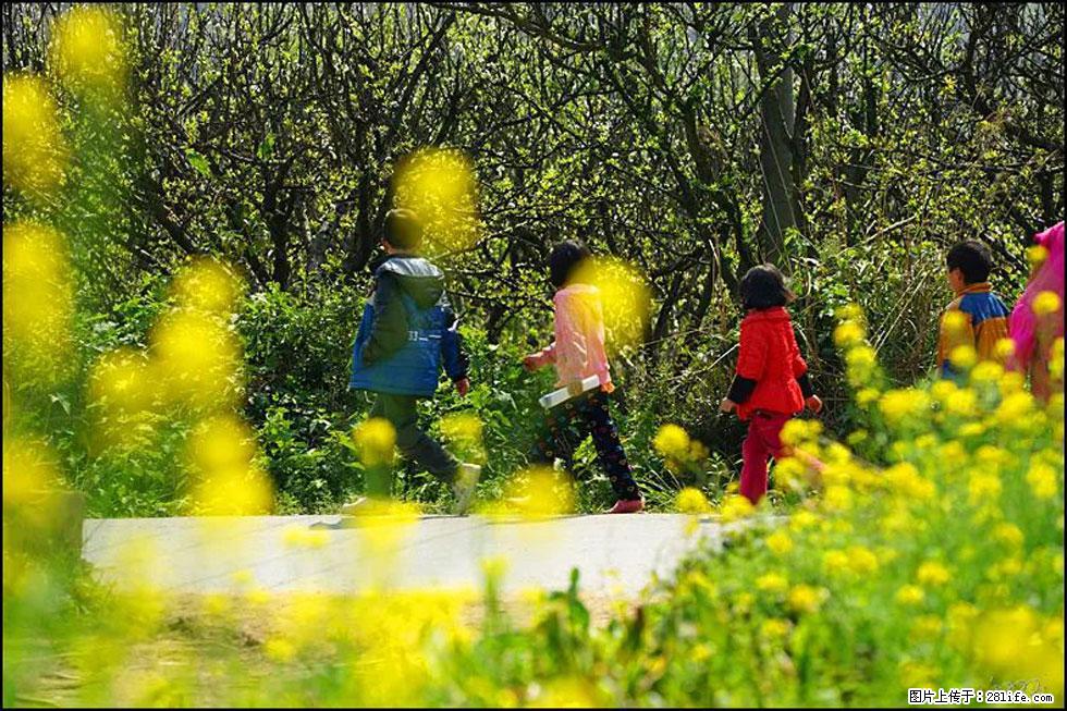 【春天,广西桂林灌阳县向您发出邀请!】长坪村油菜盛情花开 - 游山玩水 - 本溪生活社区 - 本溪28生活网 benxi.28life.com