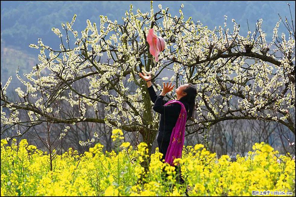 【春天,广西桂林灌阳县向您发出邀请!】长坪村油菜盛情花开 - 游山玩水 - 本溪生活社区 - 本溪28生活网 benxi.28life.com