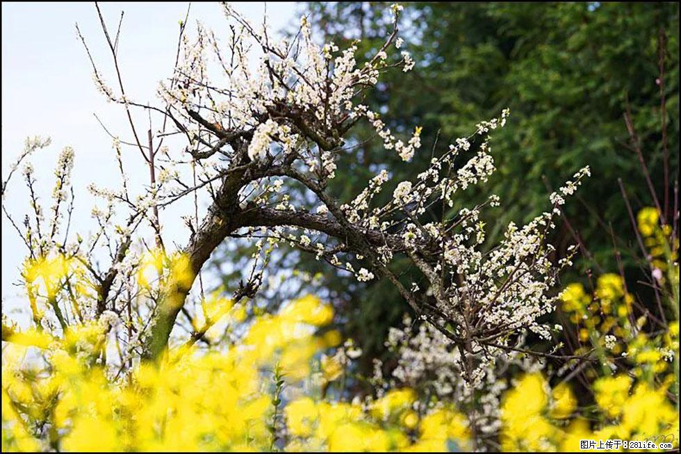 【春天,广西桂林灌阳县向您发出邀请!】长坪村油菜盛情花开 - 游山玩水 - 本溪生活社区 - 本溪28生活网 benxi.28life.com