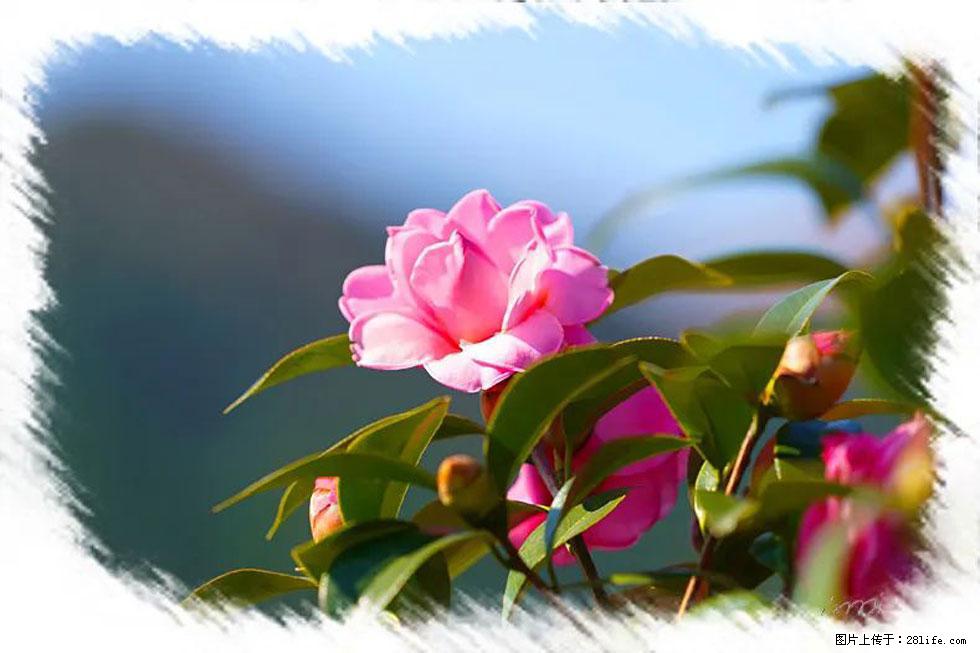 【春天,广西桂林灌阳县向您发出邀请!】杨柳井茶花惹人爱 - 游山玩水 - 本溪生活社区 - 本溪28生活网 benxi.28life.com