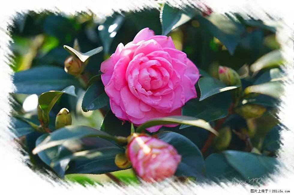 【春天,广西桂林灌阳县向您发出邀请!】杨柳井茶花惹人爱 - 游山玩水 - 本溪生活社区 - 本溪28生活网 benxi.28life.com