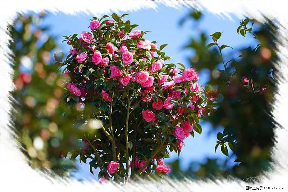 【春天,广西桂林灌阳县向您发出邀请!】杨柳井茶花惹人爱 - 游山玩水 - 本溪生活社区 - 本溪28生活网 benxi.28life.com