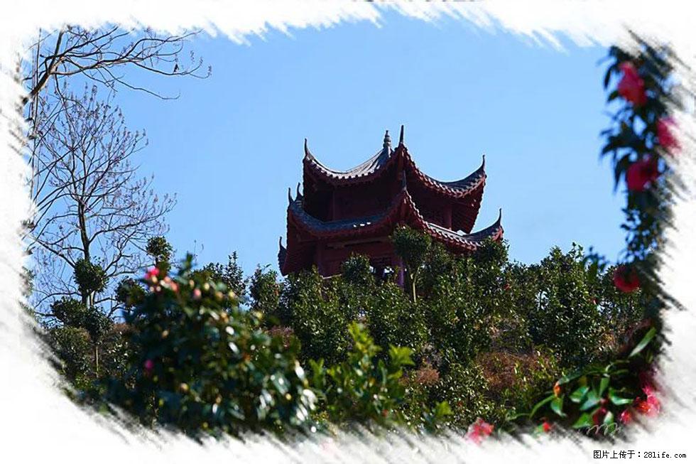 【春天,广西桂林灌阳县向您发出邀请!】杨柳井茶花惹人爱 - 游山玩水 - 本溪生活社区 - 本溪28生活网 benxi.28life.com