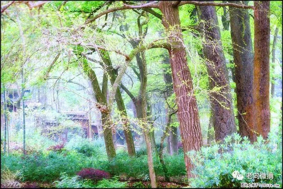 【春天，广西桂林灌阳县向您发出邀请！】在小龙村与春天约会 - 游山玩水 - 本溪生活社区 - 本溪28生活网 benxi.28life.com