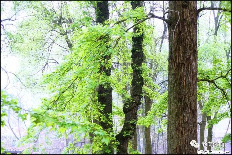 【春天，广西桂林灌阳县向您发出邀请！】在小龙村与春天约会 - 游山玩水 - 本溪生活社区 - 本溪28生活网 benxi.28life.com