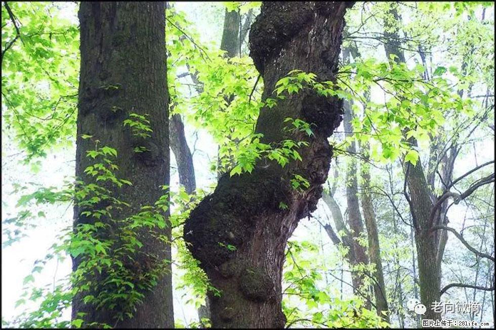 【春天，广西桂林灌阳县向您发出邀请！】在小龙村与春天约会 - 游山玩水 - 本溪生活社区 - 本溪28生活网 benxi.28life.com