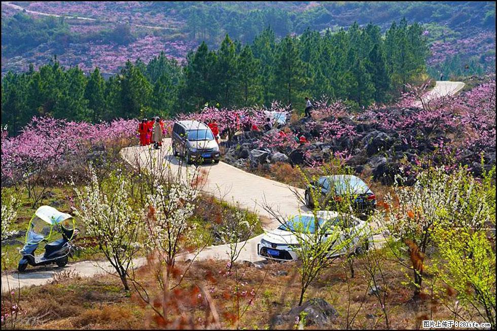 【春天,广西桂林灌阳县向您发出邀请!】望月岭上桃花开 - 游山玩水 - 本溪生活社区 - 本溪28生活网 benxi.28life.com