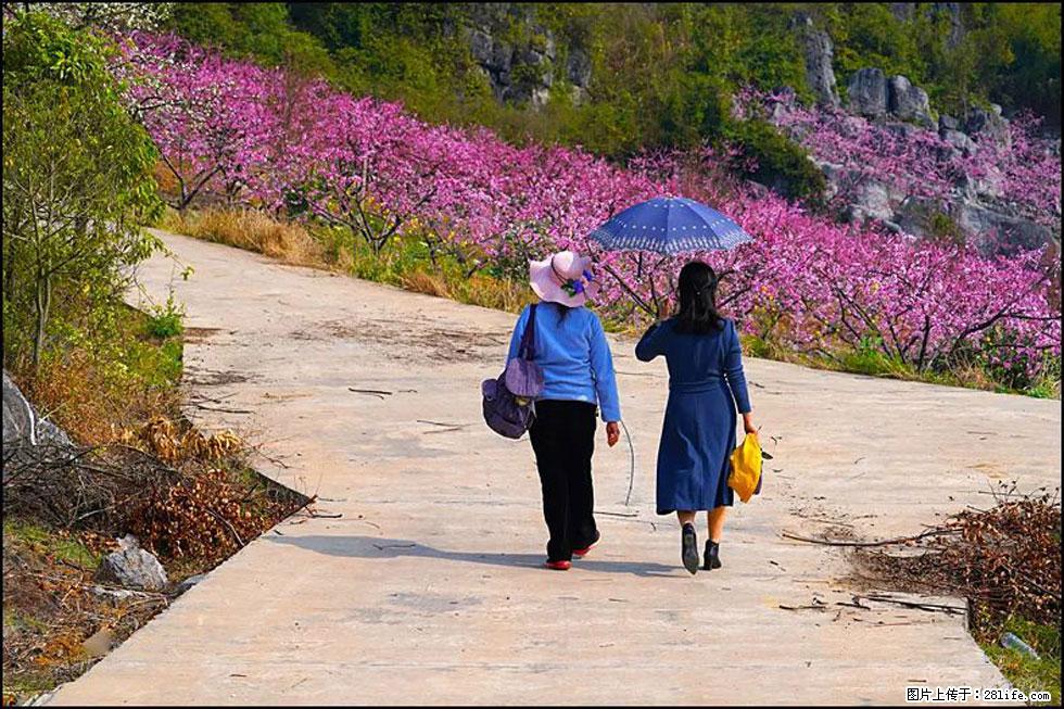 【春天,广西桂林灌阳县向您发出邀请!】望月岭上桃花开 - 游山玩水 - 本溪生活社区 - 本溪28生活网 benxi.28life.com