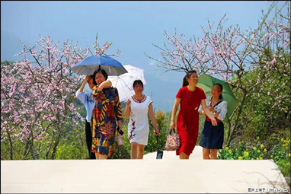 【春天,广西桂林灌阳县向您发出邀请!】望月岭上桃花开 - 游山玩水 - 本溪生活社区 - 本溪28生活网 benxi.28life.com