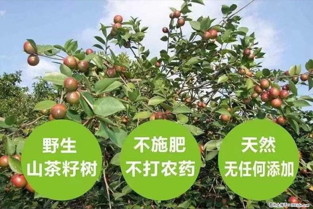 【灌阳县油茶产业示范区】一个有着充实的精神生活的人，对待身外之物自会有一种淡泊的态度 - 美食天地 - 本溪生活社区 - 本溪28生活网 benxi.28life.com