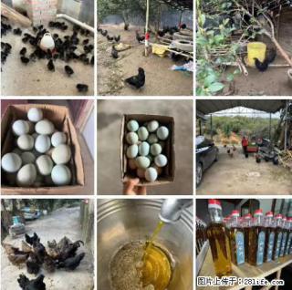 油茶园从小鸡仔开始养起的纯土鸡、土鸡蛋可以预定啦!还有前几天刚榨的纯山茶油哦 - 本溪28生活网 benxi.28life.com