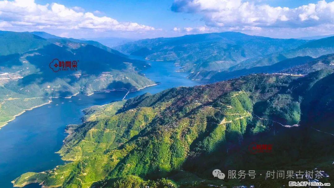 时间果百年古树龙珠普洱生茶 - 购物交流 - 本溪生活社区 - 本溪28生活网 benxi.28life.com