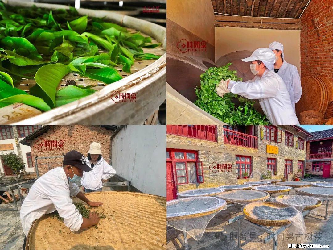 时间果百年古树龙珠普洱生茶 - 购物交流 - 本溪生活社区 - 本溪28生活网 benxi.28life.com
