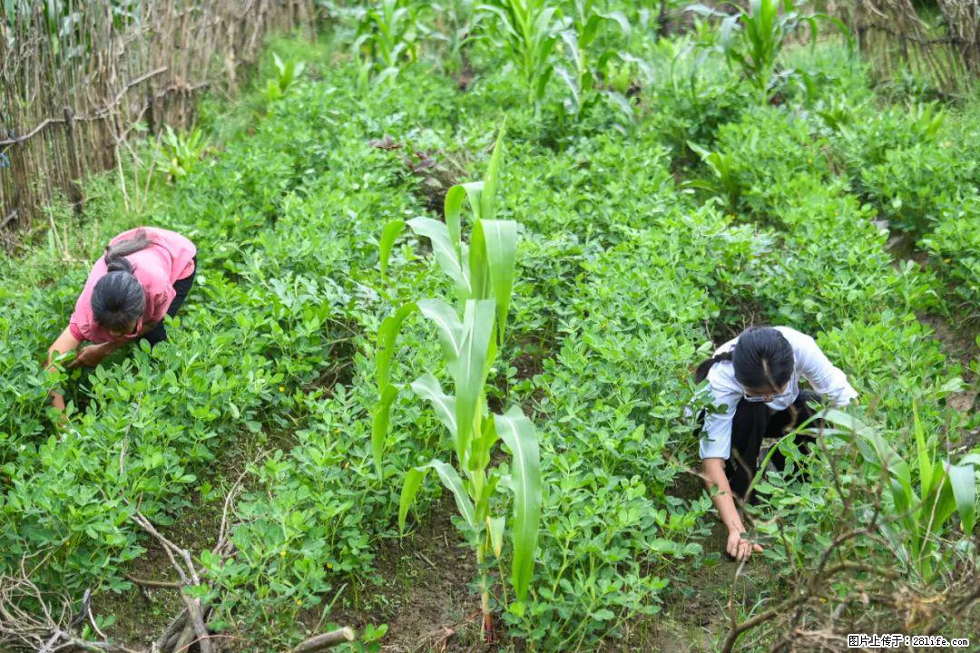 全网追的“扁担女孩”,找了一份暑假工,时薪12元 - 本溪生活资讯 - 本溪28生活网 benxi.28life.com