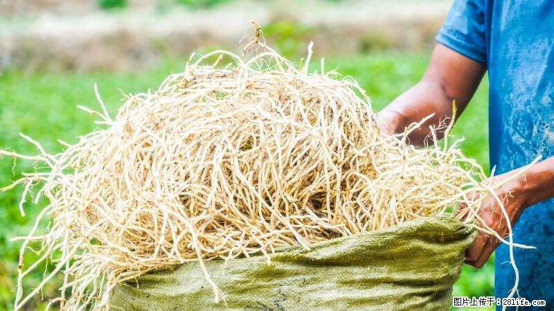 堪称“最难吃”的蔬菜，却是 “抗辐射神器”，还能护肺、清热、止咳化痰！ - 本溪生活资讯 - 本溪28生活网 benxi.28life.com