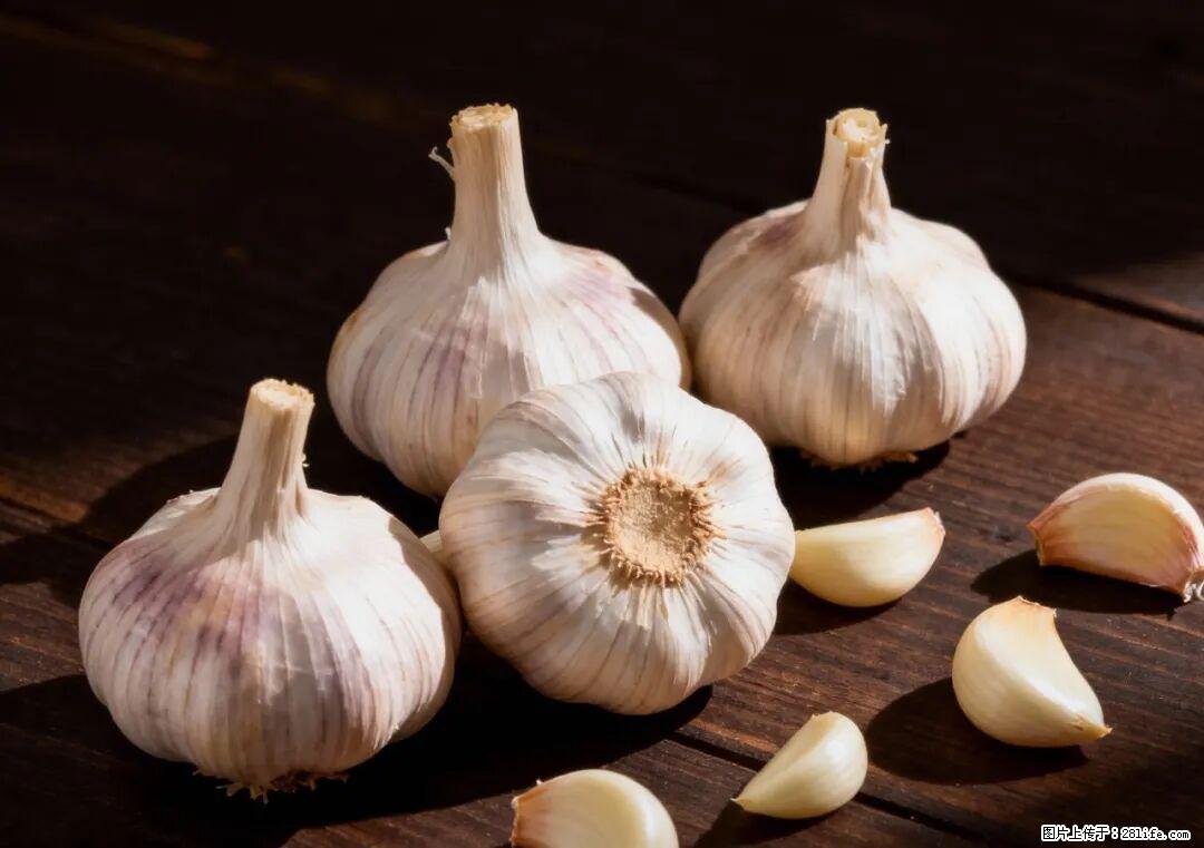 关于大蒜，除了“天然抗生素”，这4个谣言更该警惕! - 本溪生活资讯 - 本溪28生活网 benxi.28life.com